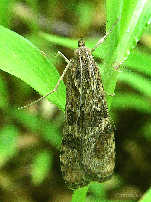 ワモンノメイガ