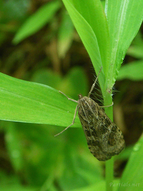 ワモンノメイガ