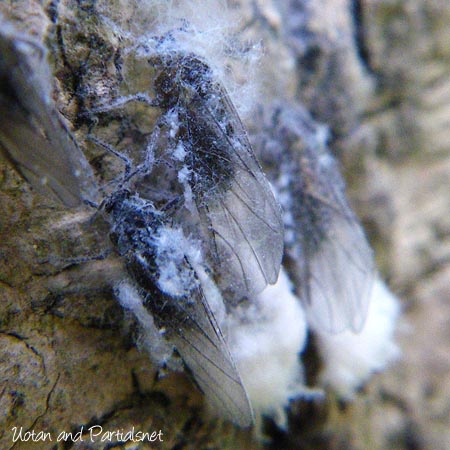 ワタアブラムシ