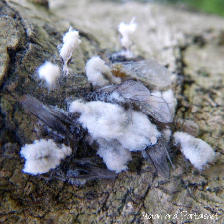 ワタアブラムシ