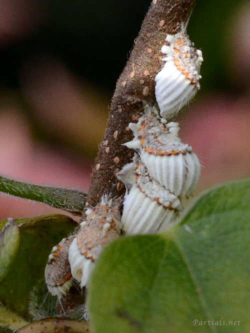 イセリアカイガラムシ