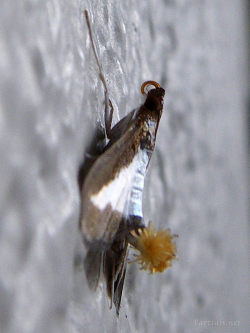 ワタヘリクロノメイガ