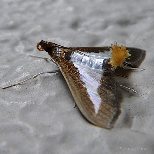 ワタヘリクロノメイガ