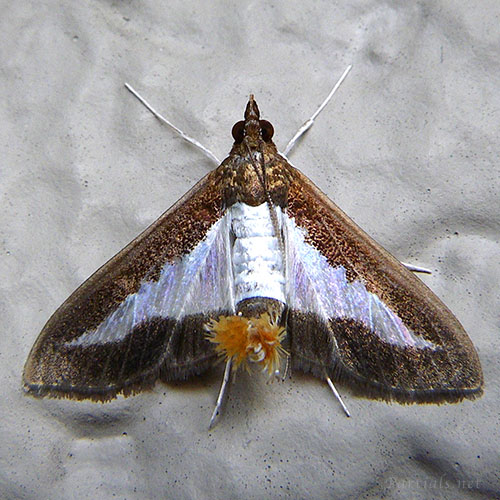 ワタヘリクロノメイガ