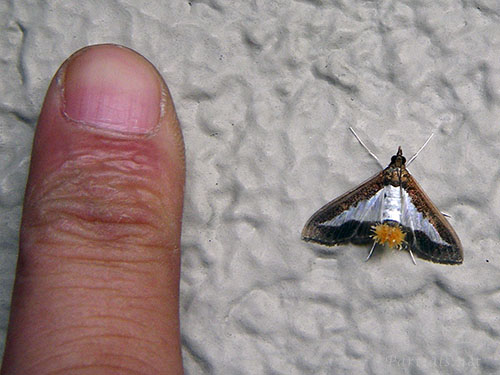 ワタヘリクロノメイガ