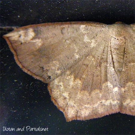 ヤマトエダシャク