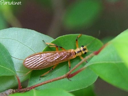 ヤマトフタツメカワゲラ