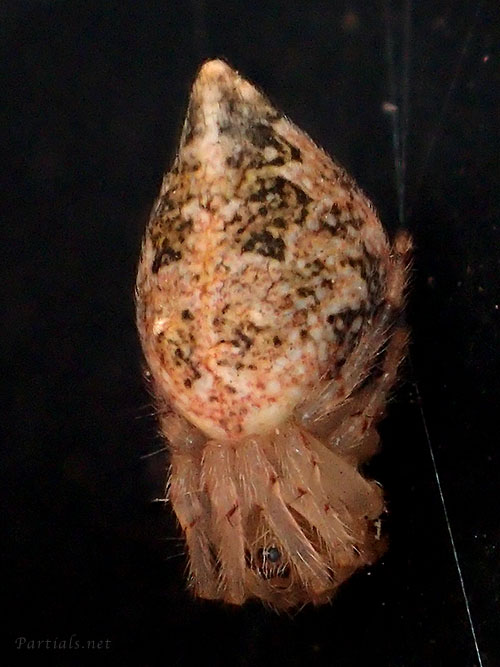 ヤマトゴミグモ