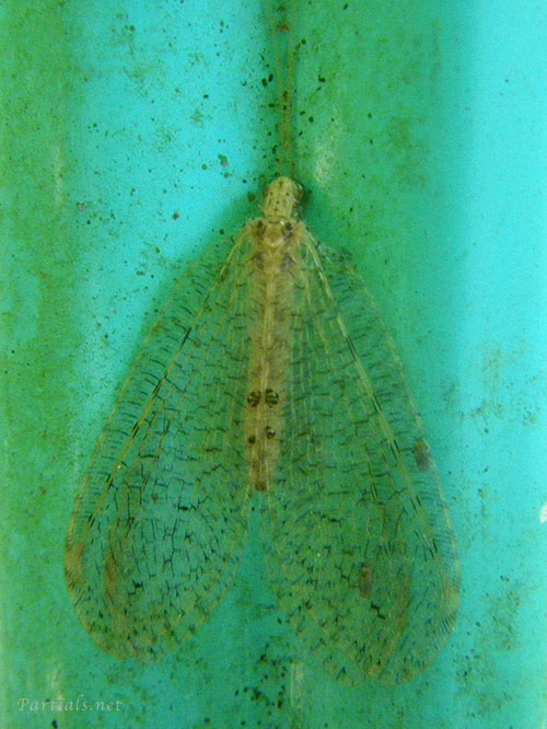 ヤマトヒロバカゲロウ