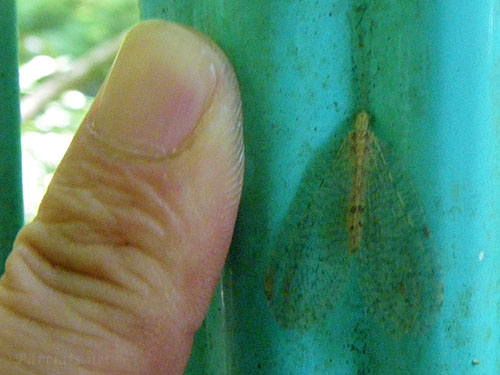 ヤマトヒロバカゲロウ