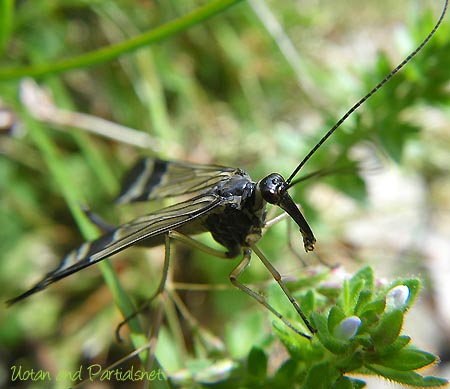 ヤマトシリアゲのメス