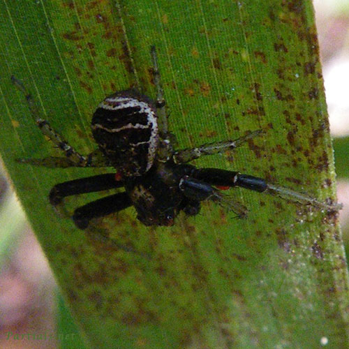 カニグモの一種