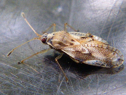 ヤナギグンバイ