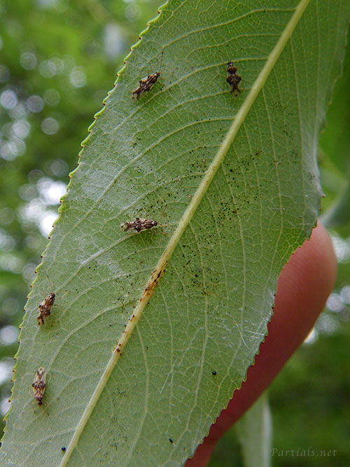 ヤナギグンバイ