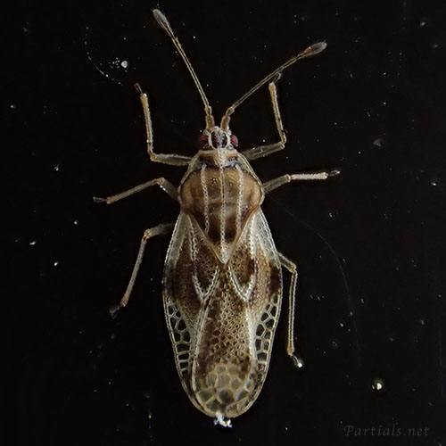 ヤナギグンバイ