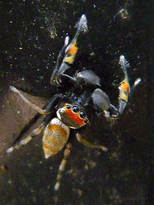 ヨダンハエトリ