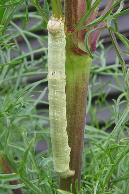 ヨモギエダシャクの幼虫