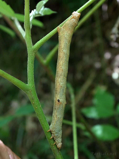 ヨモギエダシャクの幼虫
