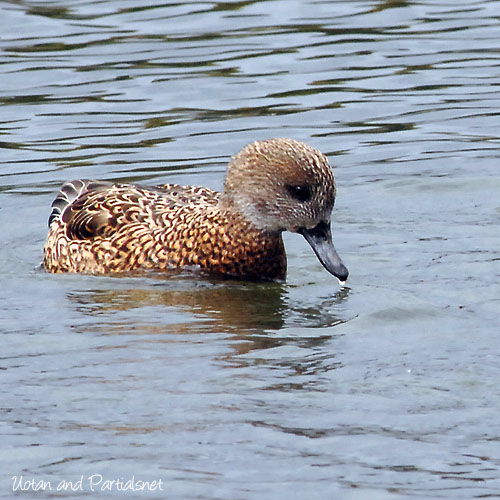 ヨシガモのメス