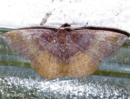 ヨスジアカエダシャク