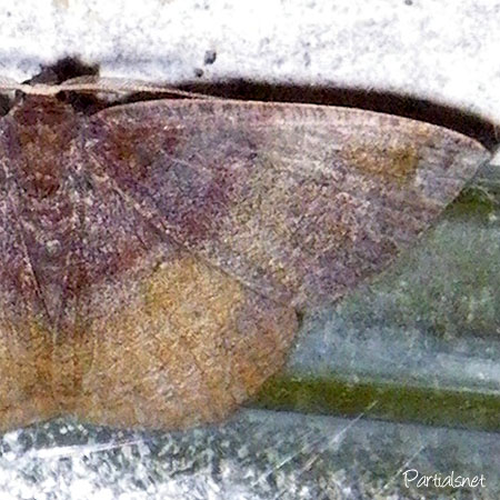 ヨスジアカエダシャク