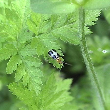 ヨツボシハムシ