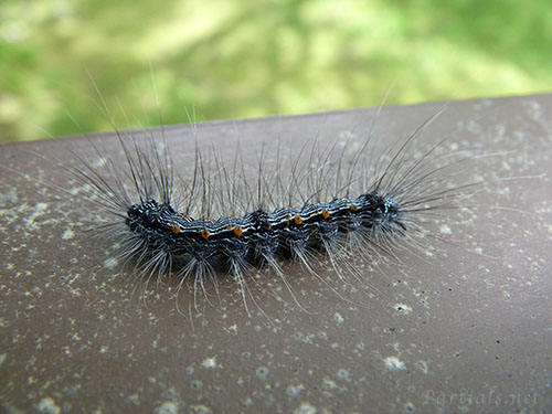 ヨツボシホソバ幼虫