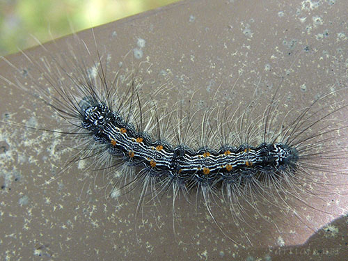 ヨツボシホソバ幼虫