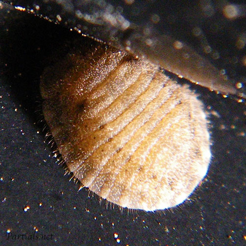 ヨツボシテントウ