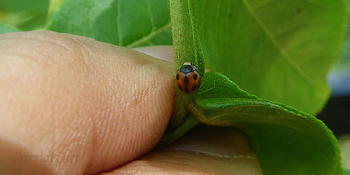 ヨツボシテントウ