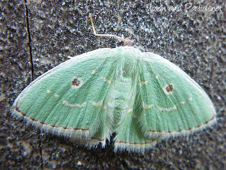 ヨツメアオシャク