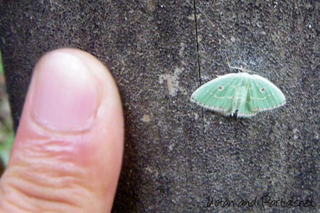 ヨツメアオシャク