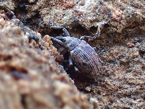 ユアサハナゾウムシ