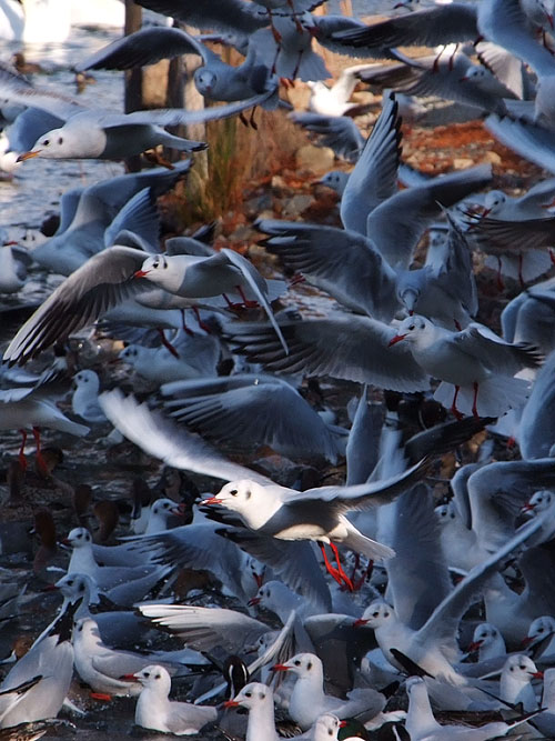 ユリカモメの群れ