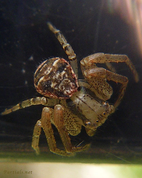 ゾウシキカニグモ