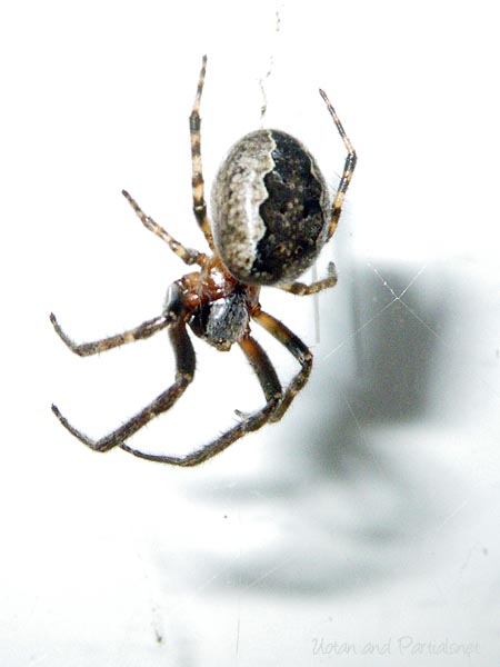 ズグロオニグモ